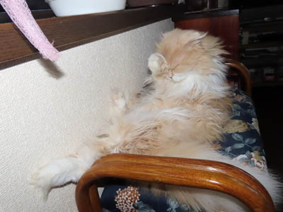 占い メール鑑定 ミーコ