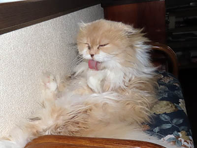 占い メール鑑定 ミーコ