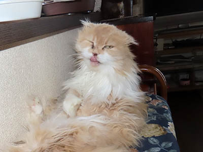 占い メール鑑定 ミーコ