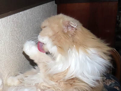 占い メール鑑定 ミーコ