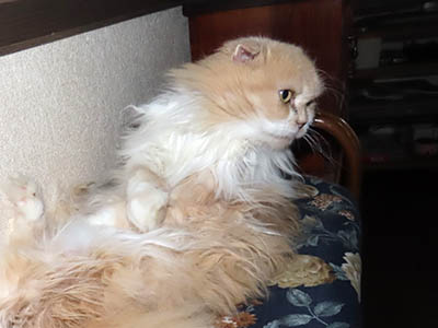 占い メール鑑定 ミーコ