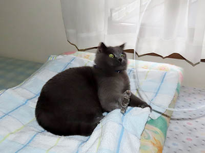 占い メール鑑定 ミーコ