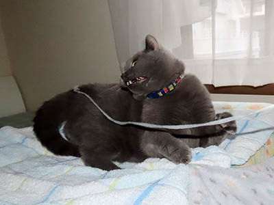 占い メール鑑定 ミーコ