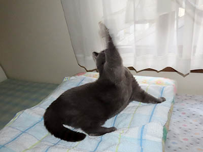 占い メール鑑定 ミーコ