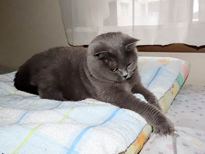 占い メール鑑定 ミーコ