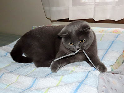 占い メール鑑定 ミーコ