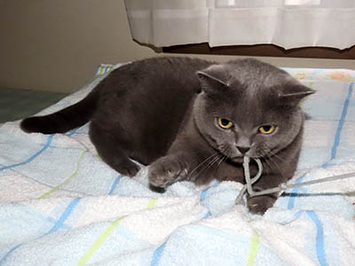 占い メール鑑定 ミーコ