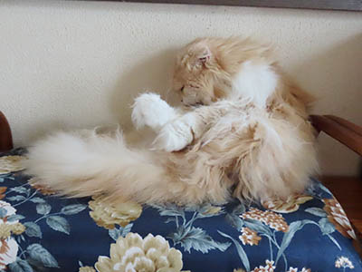 占い メール鑑定 ミーコ