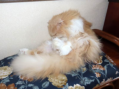 占い メール鑑定 ミーコ