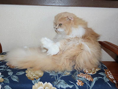 占い メール鑑定 ミーコ