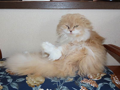 占い メール鑑定 ミーコ