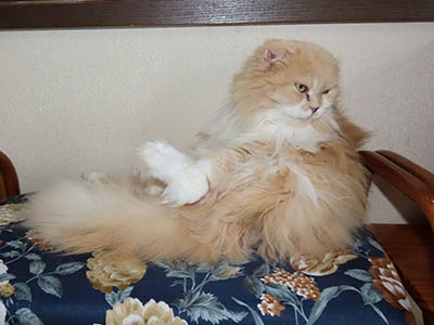 占い メール鑑定 ミーコ