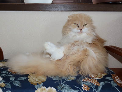 占い メール鑑定 ミーコ