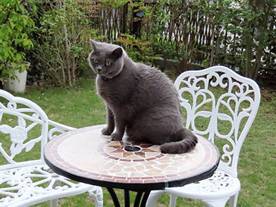 占い メール鑑定 ミーコ