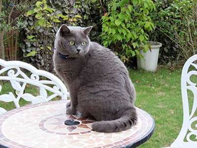 占い メール鑑定 ミーコ