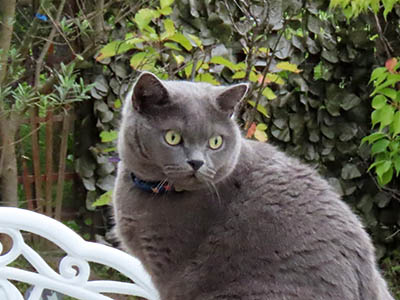 占い メール鑑定 ミーコ