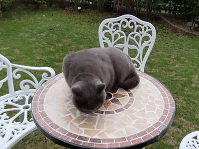 占い メール鑑定 ミーコ