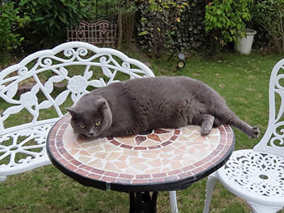 占い メール鑑定 ミーコ