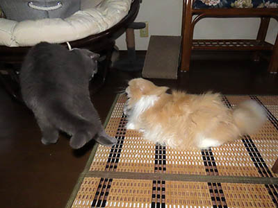 占い メール鑑定 ミーコ