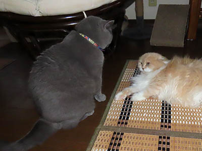 占い メール鑑定 ミーコ