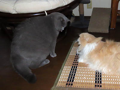 占い メール鑑定 ミーコ