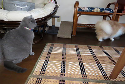 占い メール鑑定 ミーコ