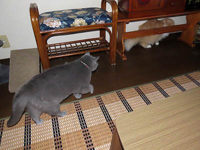 占い メール鑑定 ミーコ