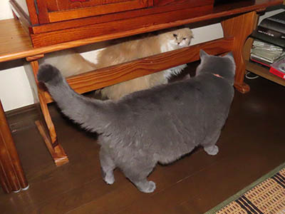 占い メール鑑定 ミーコ