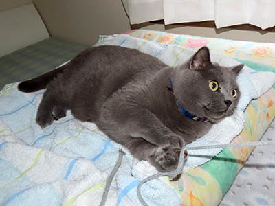 占い メール鑑定 ミーコ