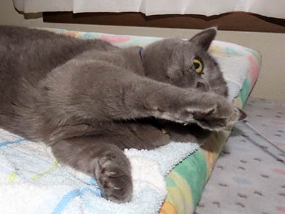 占い メール鑑定 ミーコ