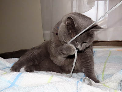 占い メール鑑定 ミーコ