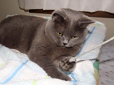 占い メール鑑定 ミーコ