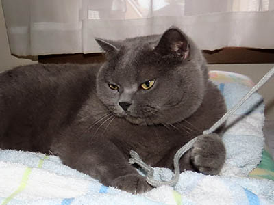 占い メール鑑定 ミーコ