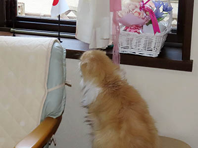 占い メール鑑定 ミーコ