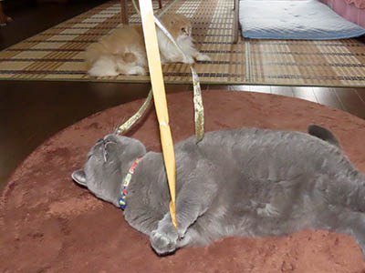 占い メール鑑定 ミーコ