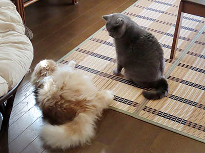 肢@[Ӓ@~[R