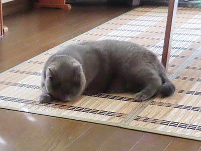 肢@[Ӓ@~[R