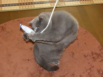 占い メール鑑定 ミーコ