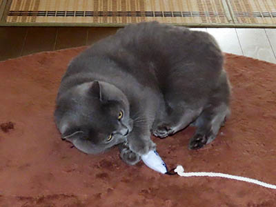 占い メール鑑定 ミーコ