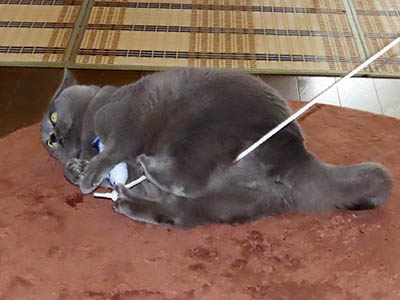 占い メール鑑定 ミーコ