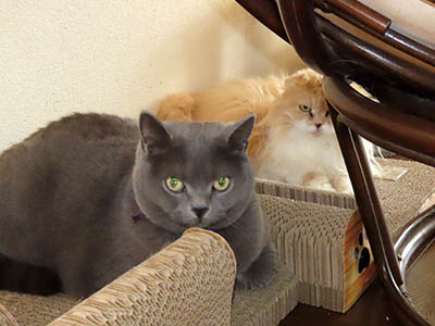 �肢�@���[���Ӓ�@�~�[�R