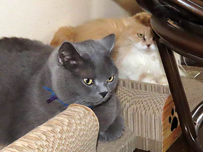 �肢�@���[���Ӓ�@�~�[�R