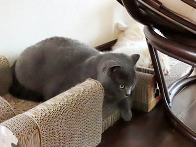 �肢�@���[���Ӓ�@�~�[�R