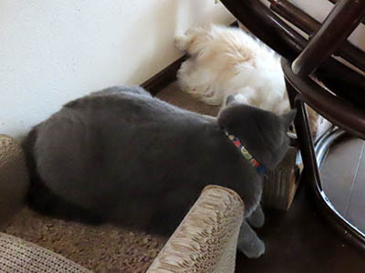 �肢�@���[���Ӓ�@�~�[�R