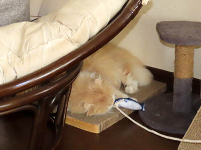 �肢�@���[���Ӓ�@�~�[�R