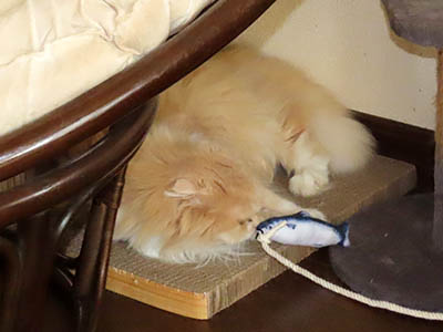 �肢�@���[���Ӓ�@�~�[�R