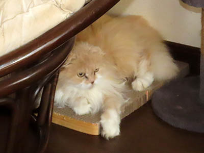 �肢�@���[���Ӓ�@�~�[�R