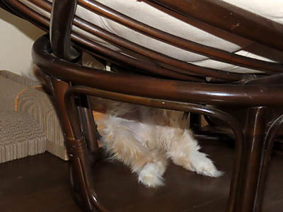 �肢�@���[���Ӓ�@�~�[�R