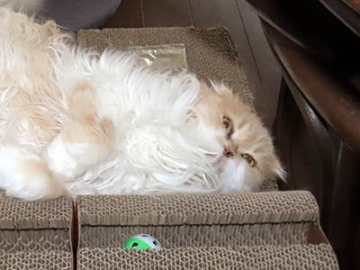 �肢�@���[���Ӓ�@�~�[�R