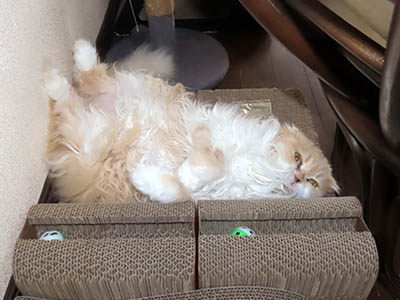 �肢�@���[���Ӓ�@�~�[�R